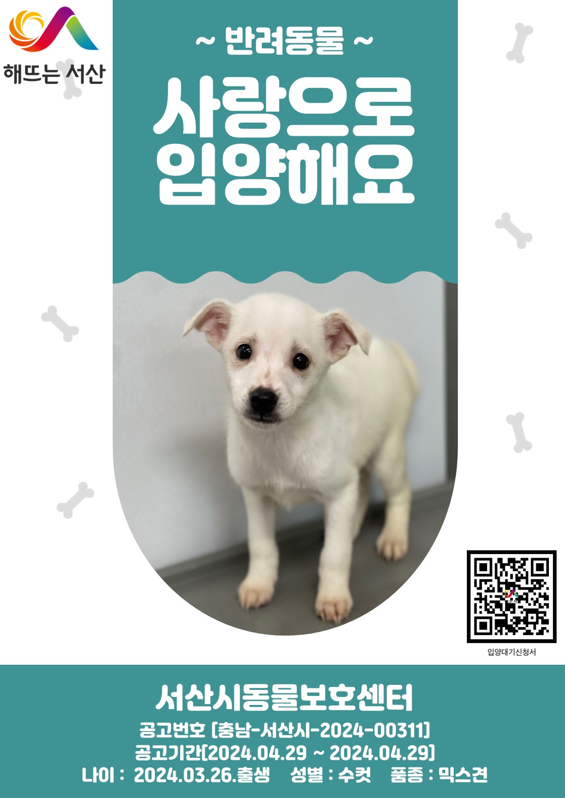 [개] 믹스견 충남-서산-2024-00311 유기동물 배경 이미지 입니다.